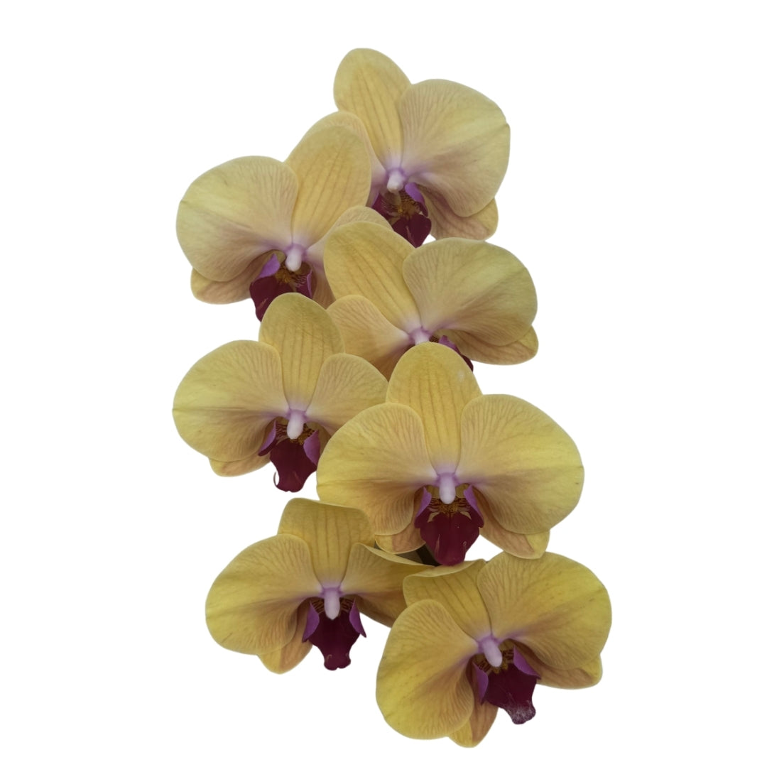 Orchid - Phalaenopsis Medium Orange