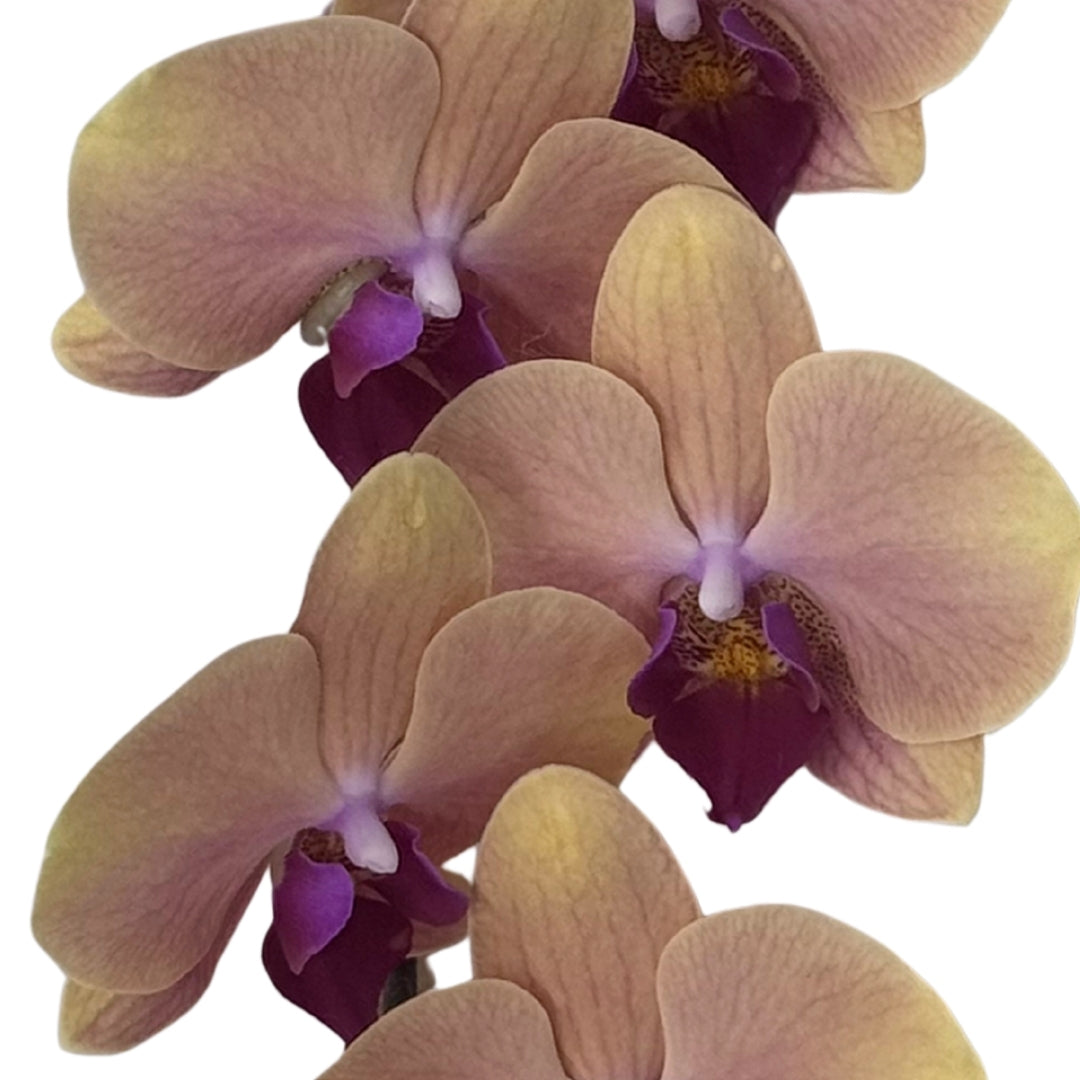 Orchid - Phalaenopsis Medium Tangerine