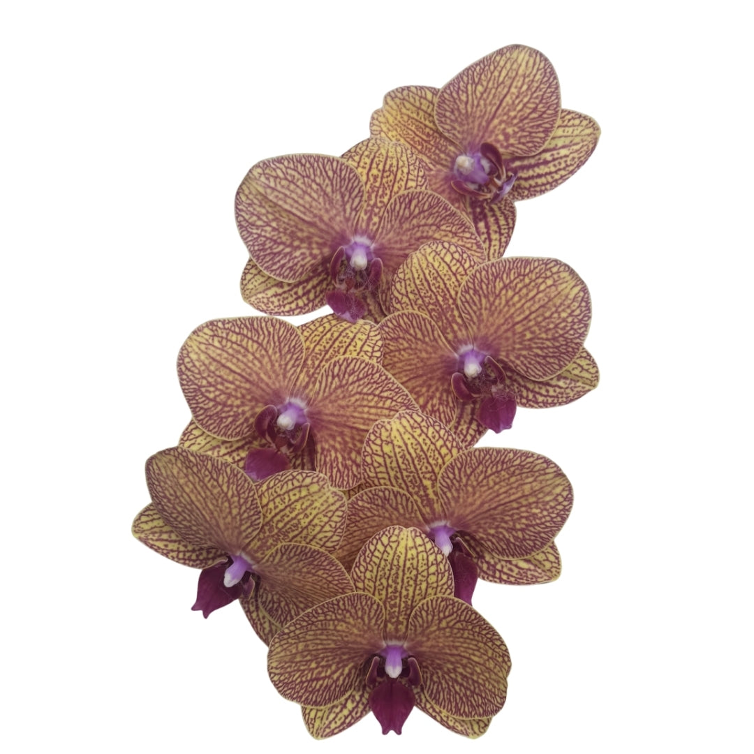 Orchid - Phalaenopsis Medium Yellow Stripe
