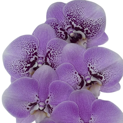 Orchid - Phalaenopsis TYO212