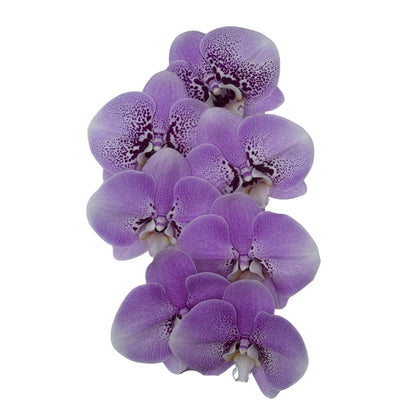 Orchid - Phalaenopsis TYO212