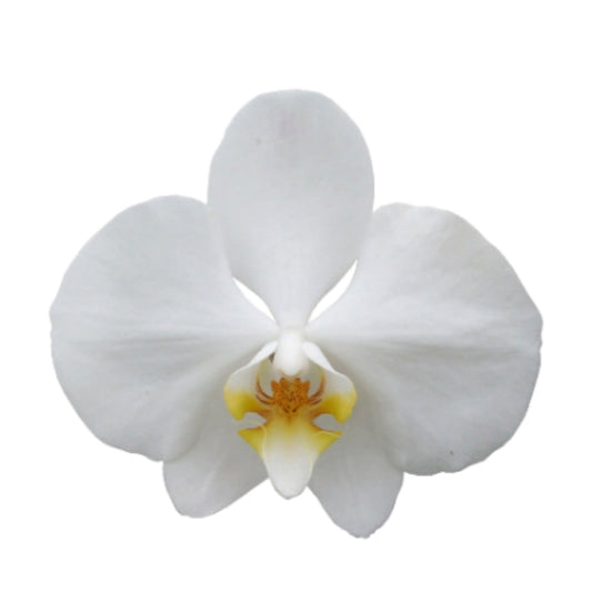 Orchid - Phalaenopsis White