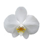 Orchid - Phalaenopsis White
