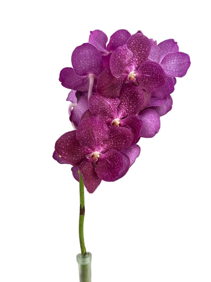 Orchid - Vanda Single Stem