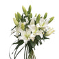 Oriental Lily