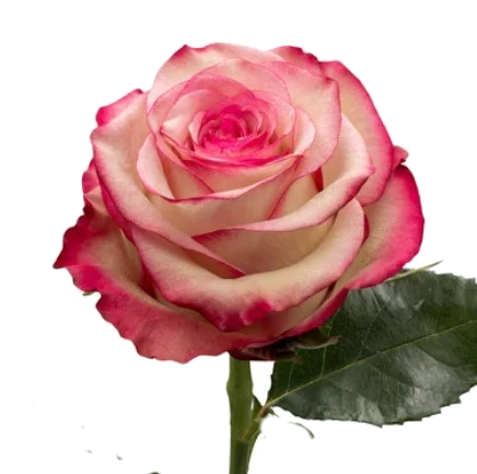 Rose Bundle - Paloma