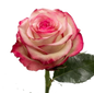 Rose Bundle - Paloma