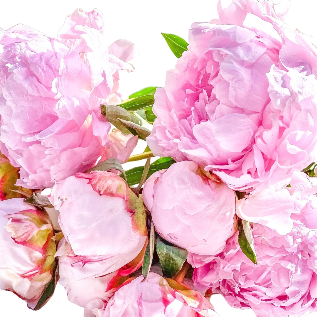 Peony