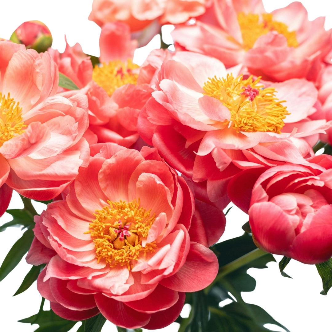 Peony