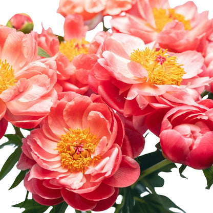 Peony