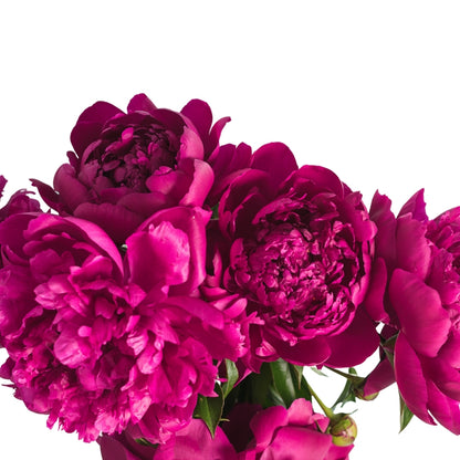 Peony