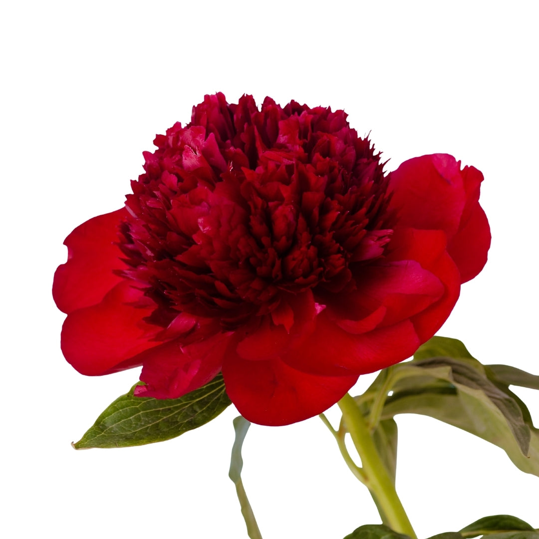 Peony