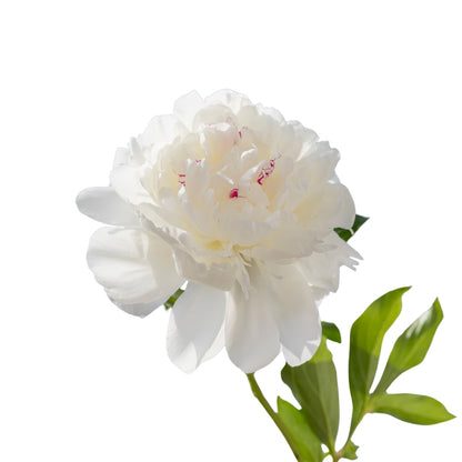 Peony