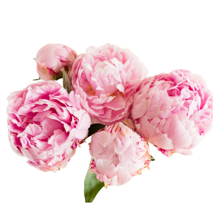 Peony