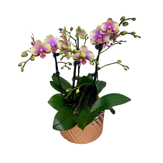 Phalaenopsis Candle - 5 Stems - Various Colours Available