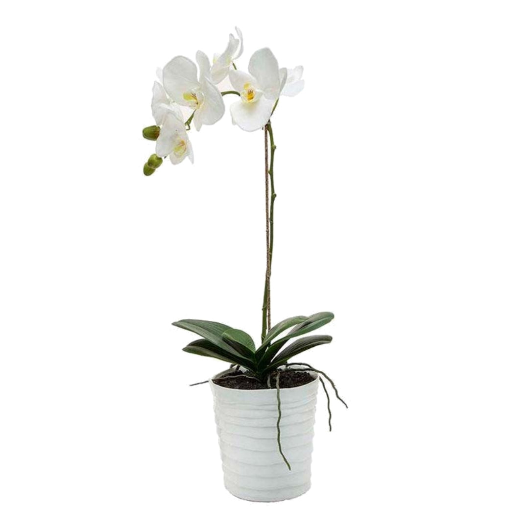 Phalaenopsis Large - 1 Stem - Various Colours Available