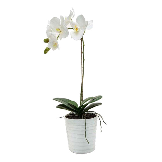 Phalaenopsis Large - 1 Stem - Various Colours Available