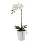 Phalaenopsis Large - 1 Stem - Various Colours Available