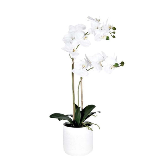 Phalaenopsis Large - 2 Stems - Various Colours Available