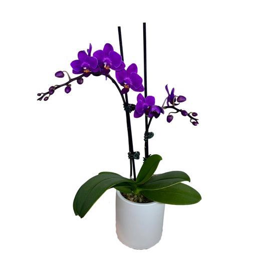 Phalaenopsis Medium - 2 Stems - Various Colours Available