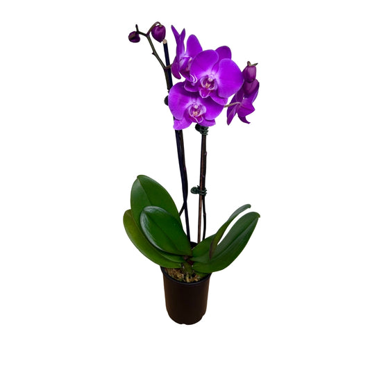 Phalaenopsis Mini - 2 Stems - Various Colours Available