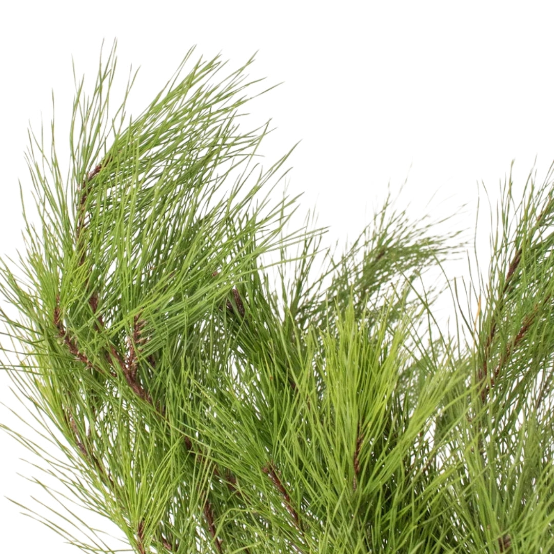 Pine
