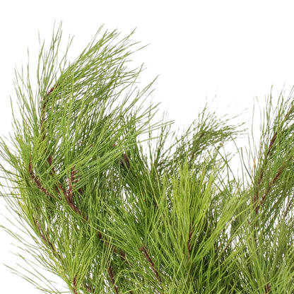 Pine