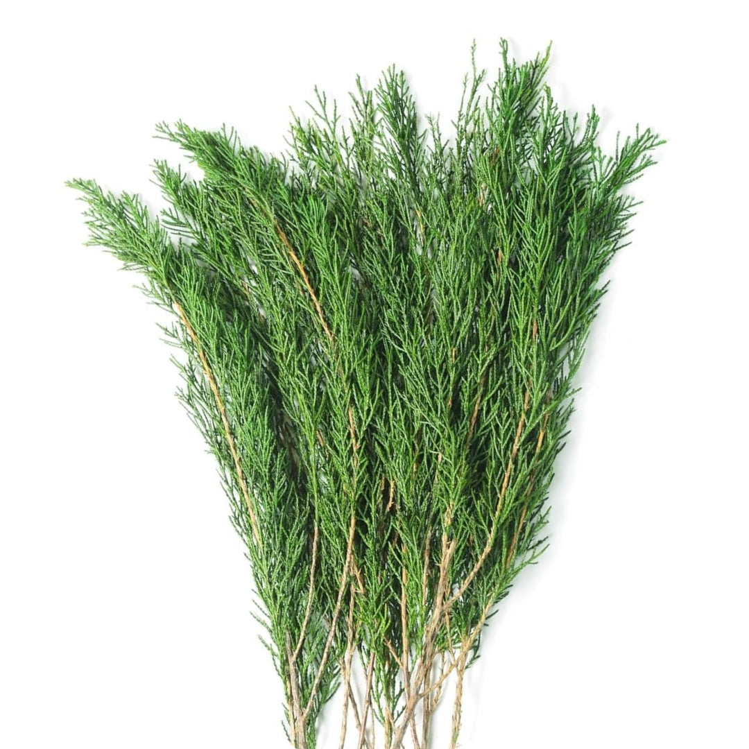 Pine