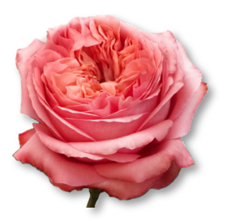 Rose Bundle - Pink X-pression