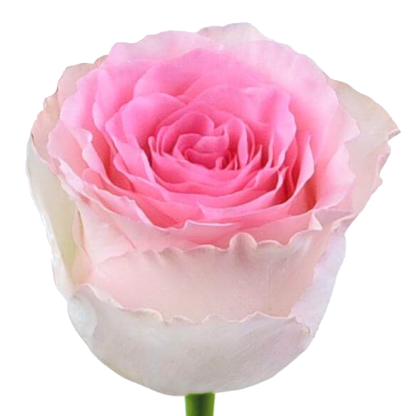 Rose Bundle - Pink Mandala