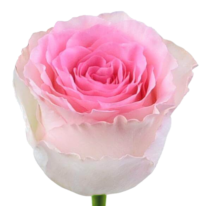 Rose Bundle - Pink Mandala
