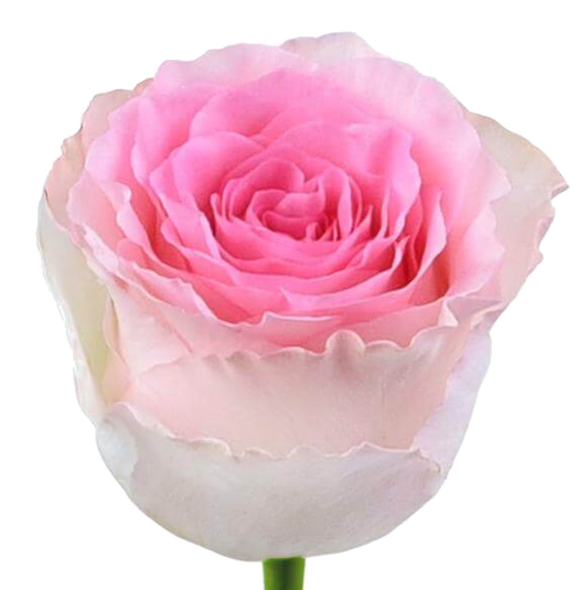 Rose Bundle - Pink Mandala