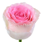 Rose Bundle - Pink Mandala