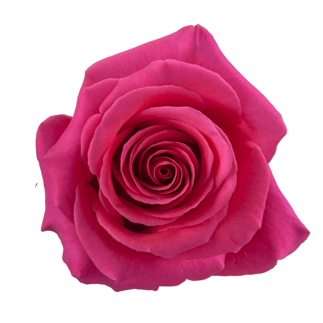 Rose Bundle - Pink Floyd