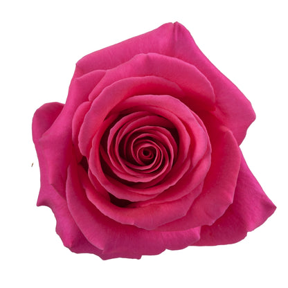 Rose Bundle - Pink Floyd