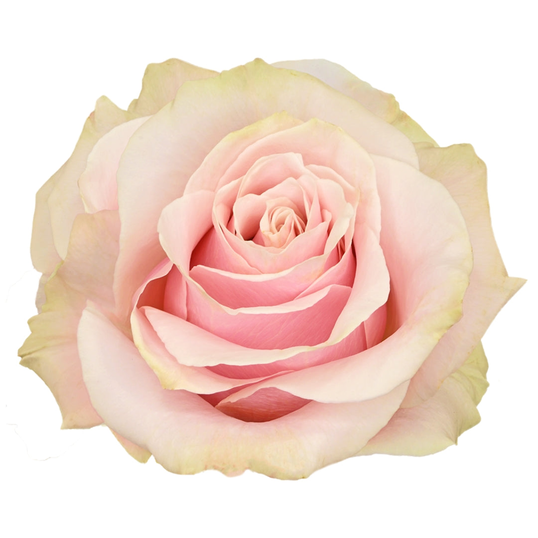 Rose Bundle - Pink Mondial