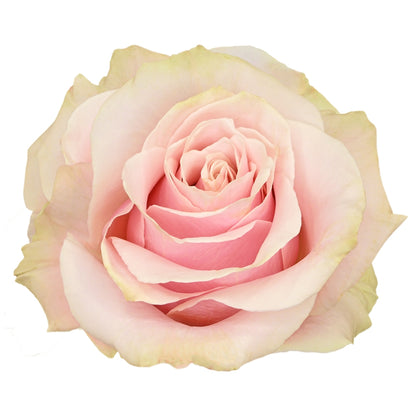 Rose Bundle - Pink Mondial