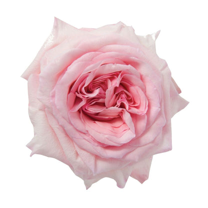 Rose Bundle - Pink O'Hara