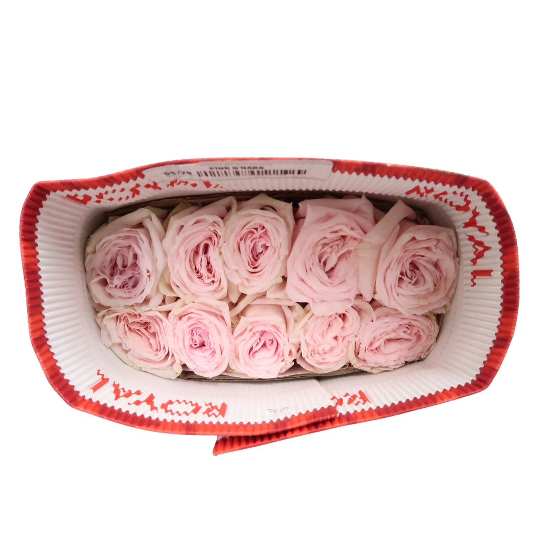 Rose Bundle - Pink O'Hara
