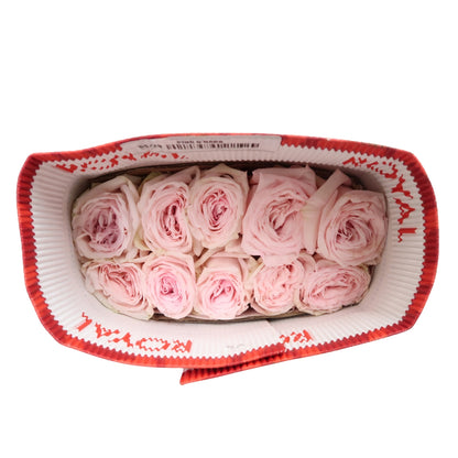 Rose Bundle - Pink O'Hara