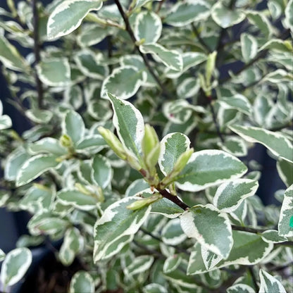 Pittostrum