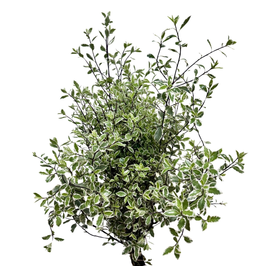 Pittostrum