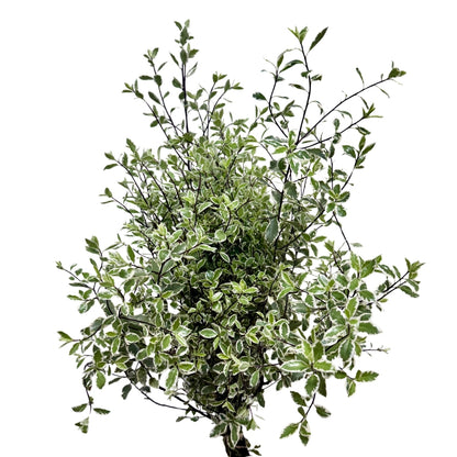 Pittostrum