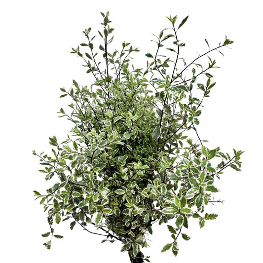Pittostrum