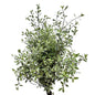 Pittostrum