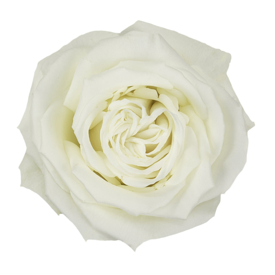 Rose Bundle - Playa Blanca