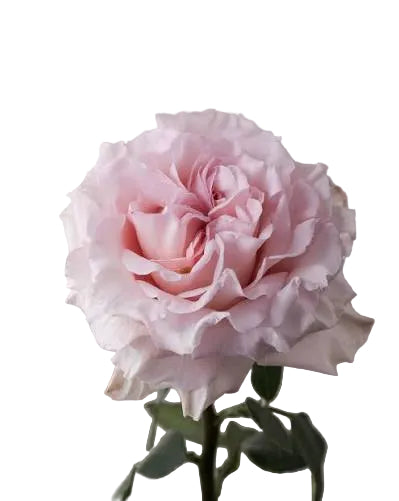 Rose Bundle - Powder Puff