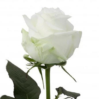Rose Bundle - Proud