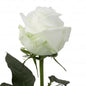 Rose Bundle - Proud