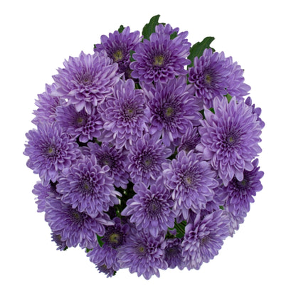 Chrysanthemums BlueOcean